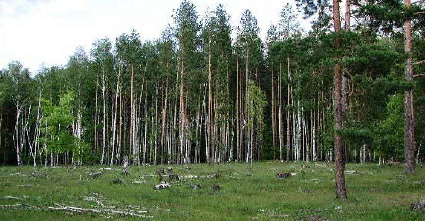 Воспроизводство лесов и лесоразведение на территории Пермского края в 2018 году