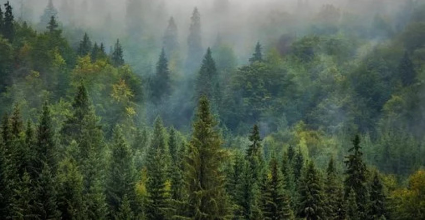Воспроизводство лесов и лесоразведение на территории Пермского края в 2019 году
